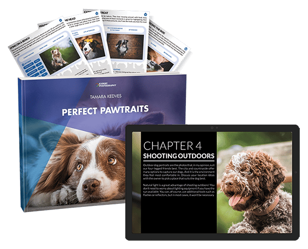 Perfect Pawtraits