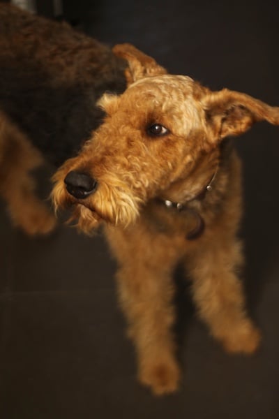 1-8 200 pet photo of adult Airedale terrier