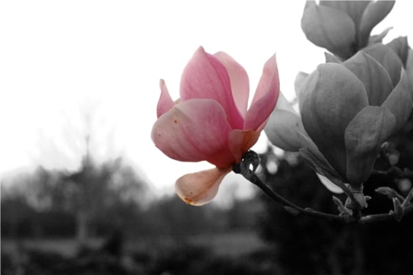 1600-Selective-Colour Ethereal close up of a pink petaled rose, with the rest of the photo in black and white