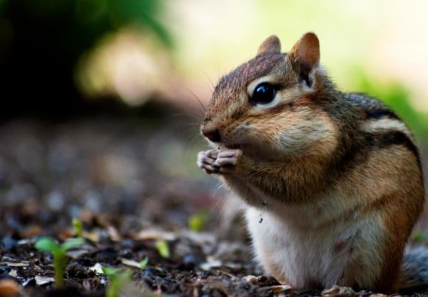 A low angle image of a squirrel. 30 Day Photography Challenge Tips
