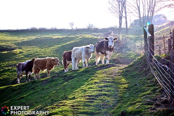 Aperture Video - 2012-03-23 at 18-17-18 - 16 5 cows lining up on a path up on a grassy hillside with fences on the right side of the picture