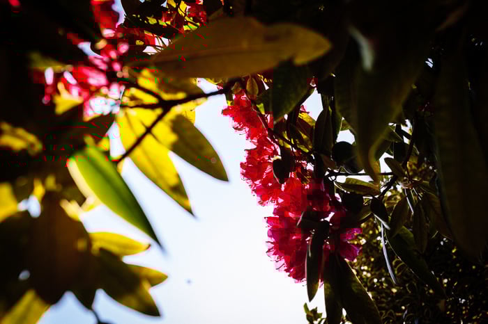A close up of autumn leaves and colorful flowers shot with a 50mm lens