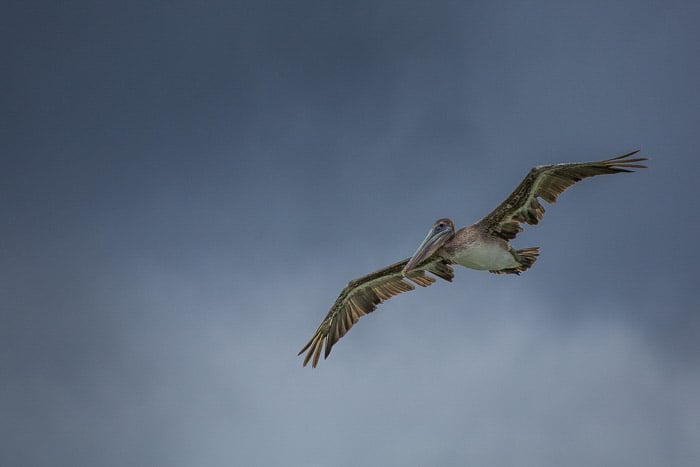 A large pelican bird in flight