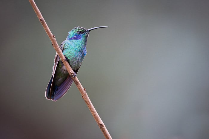 shallow focus shot of thin-beaked turquoise hummingbird