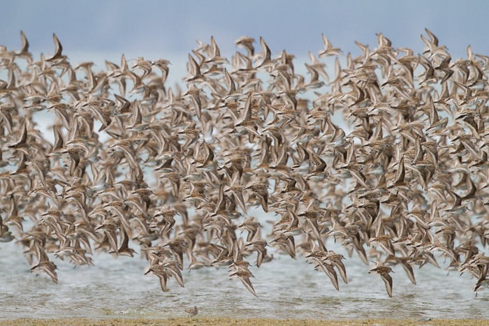 Photo of a large flock of birds in flight