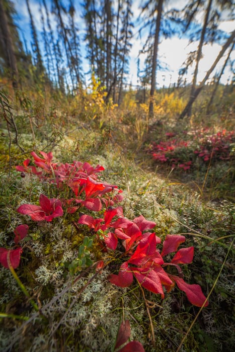 Forest photography close up of tundra flowers
