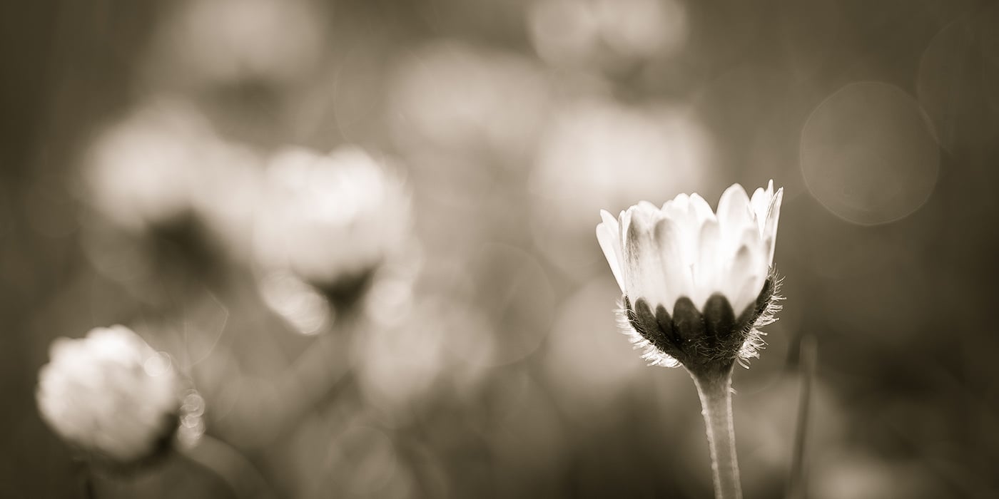 Monochrome Photography vs Black and White (Difference?)