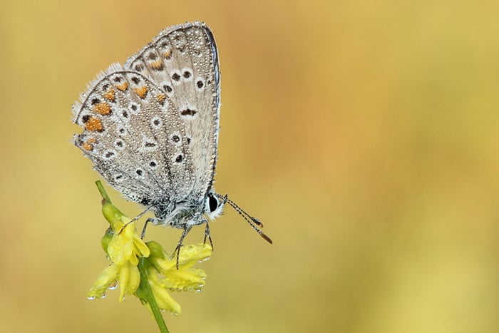 Blue butterfly perched on plant. Side View. Macro Photography example.