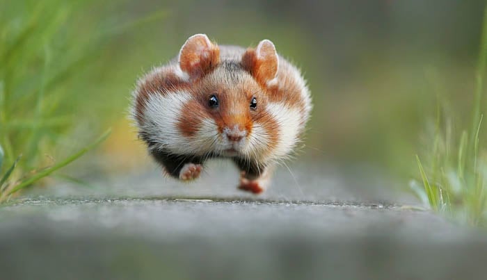 close up of a tiny hamster running towards the photographer's camera