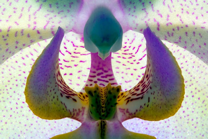 abstract flower photography