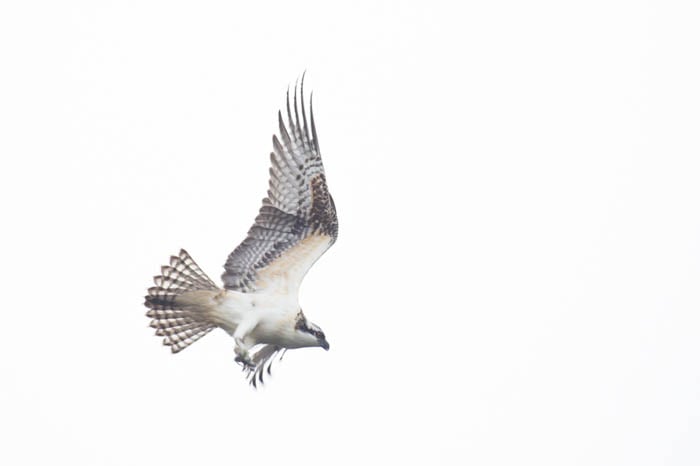 High key image of a bird of prey in flight with over exposed bright white background. High and low key photography