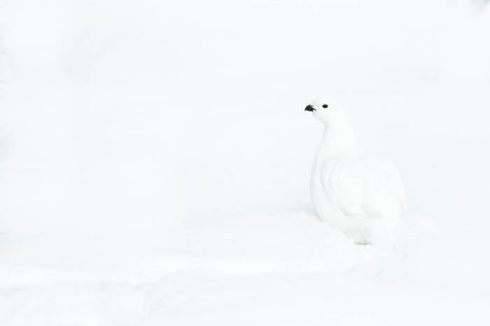 High key photo of a white willow ptarmigan on snow