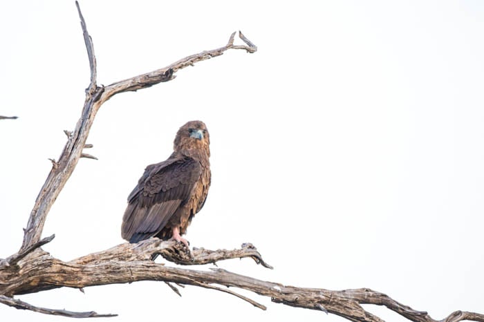 High key photo of a Bateleur Eagle perched on a tree with the background wiped out
