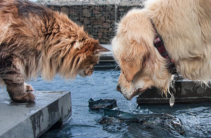 Street photo of a dog and cat looking into water. Creative street photography