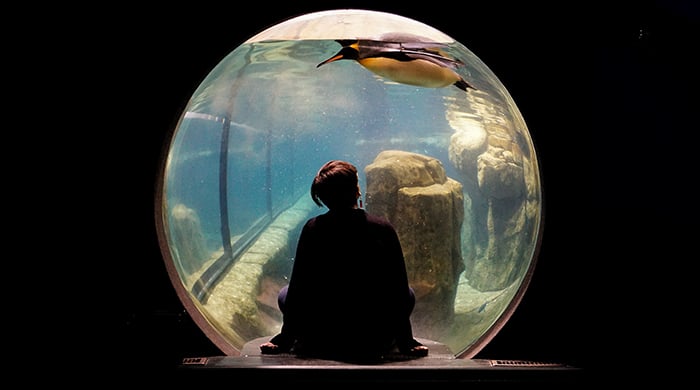A girl in an aquarium with her back turned to the camera
