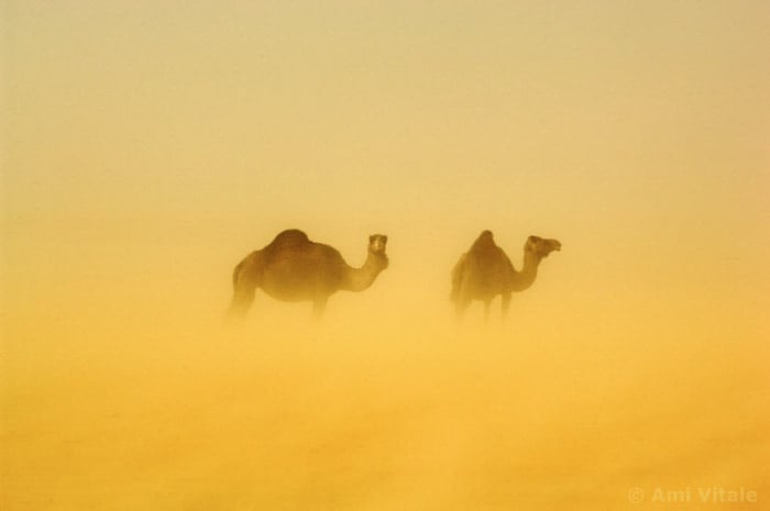 Atmospheric ghostly image of 2 camels by Ami Vitale. 