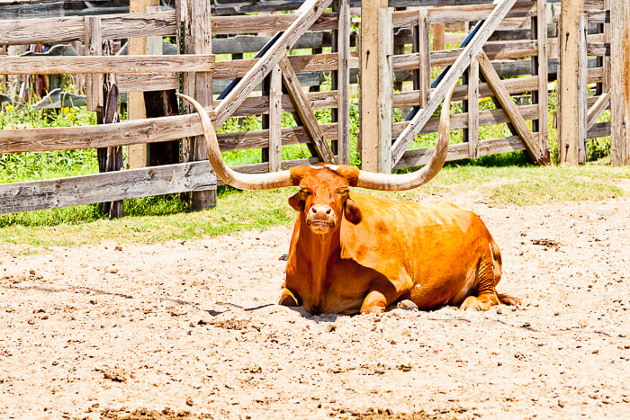 A travel portrait of a cow lying down in a field. Travel photography shot list.