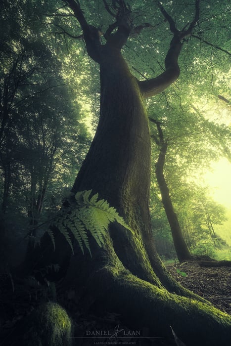 Mystical photo of a beech tree in