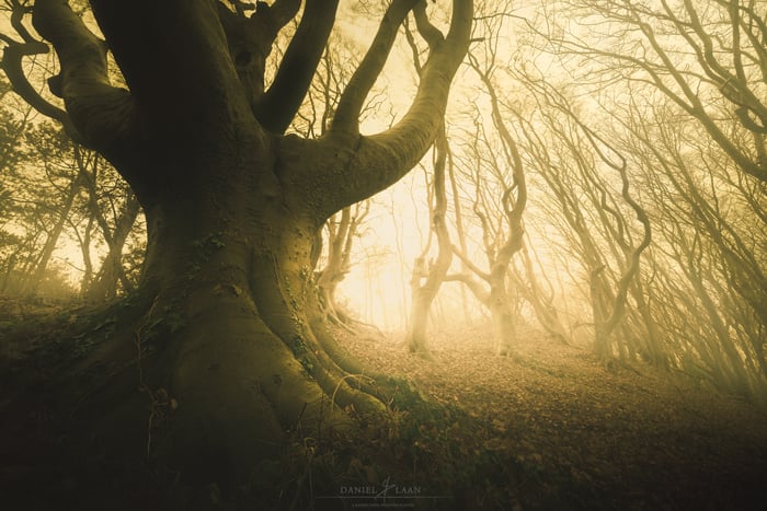 Ether tree photo of an old beech in the late afternoon sunlight after a fogbank drifted in from the sea near