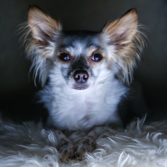 A shadowy image of a small white and brown down sitting on a fluffy chair with a dramatic pet photography lighting setup from below
