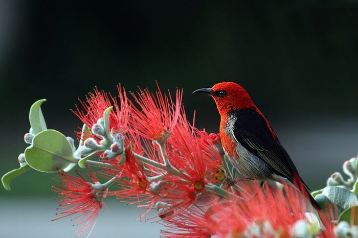 A red bird sitting on a branch