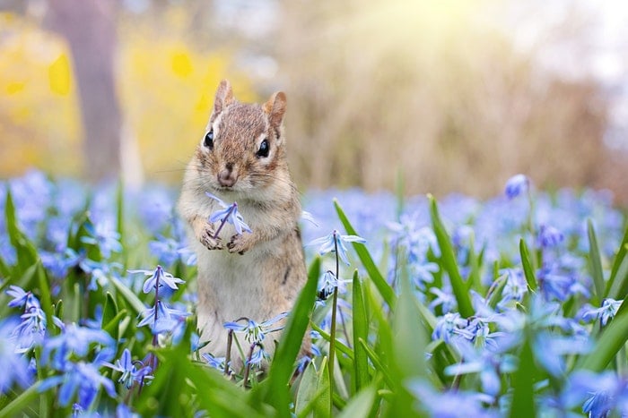 A squirrel among blue flowers