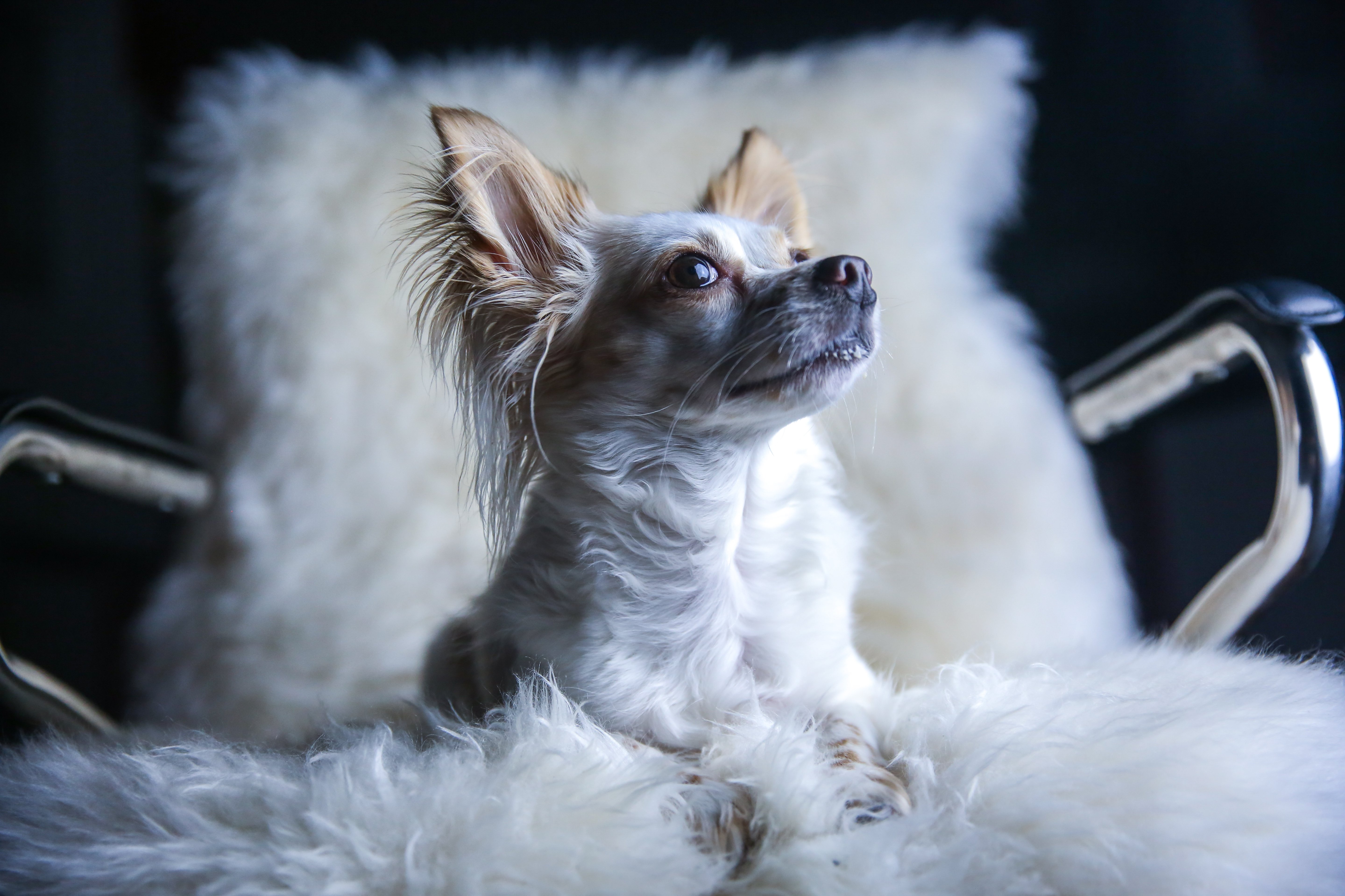 7 Best Pet Photography Lighting Setups With One Light & Tips