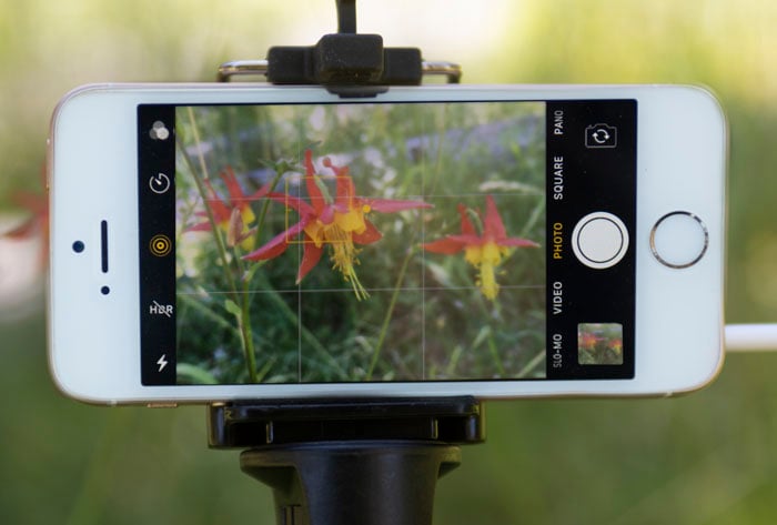 Taking iphone photo of two orange and red flowers in grass