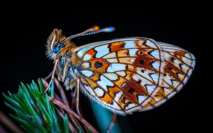 A close up shot of a brown moth perched on foliage