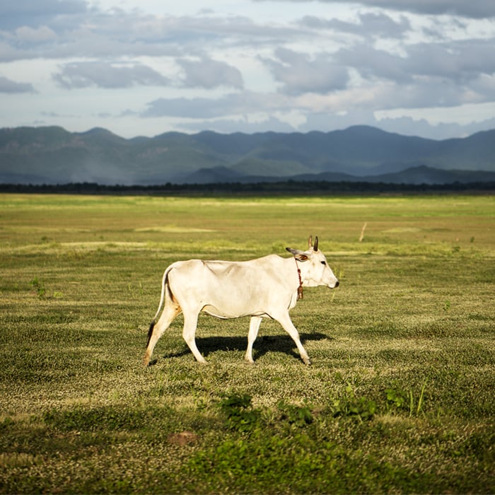 A white cow in the center of the frame walking across a serene landscape on a cloudy day