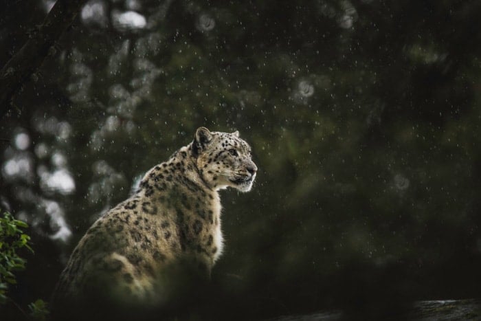 Atmospheric wildlife portrait of a sitting leopard