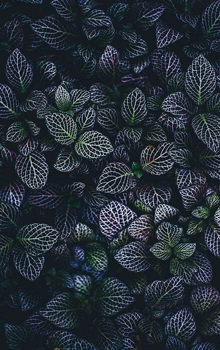 A beautiful portrait of dark green and purple leaves - the texture of the leaves stands out.