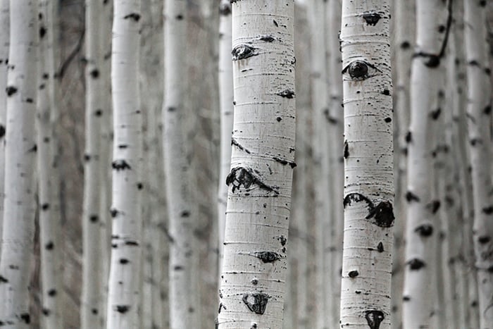 A forest of birch trees highlighting rough texture in photography