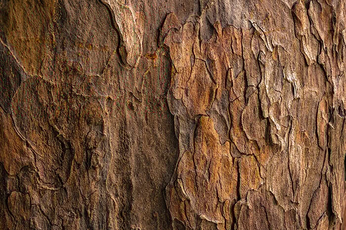 A clos eup photo of the rough bark of a tree - how to photograph textures