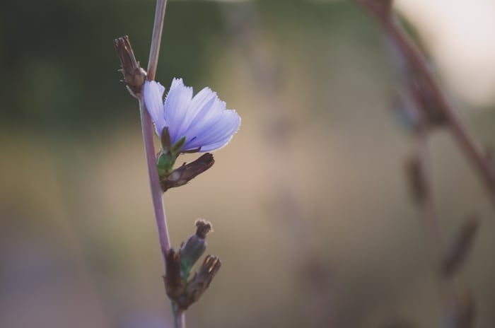 A photo of a purple flower with a blurry background taken with a wide aperture setting for a shallow depth of field to learn DSLR basics