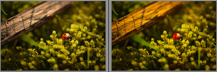 Diptych showing what is saturation and how it effects macro photography