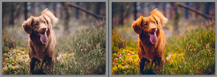 Diptych showing what is vibrance and how it effects pet photography
