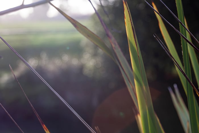 Harakeke flax on the banks of the Ōpāwaho River, Christchurch, New Zealand.