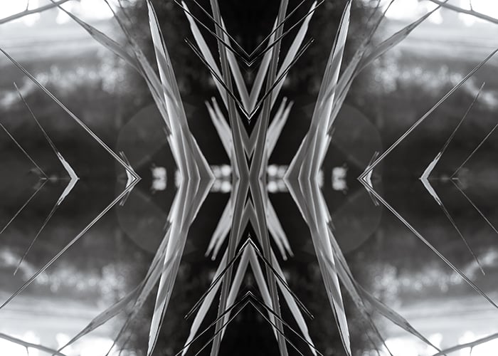 Manipulated black and white photo of Harakeke flax on the banks of the Ōpāwaho River, Christchurch, New Zealand.