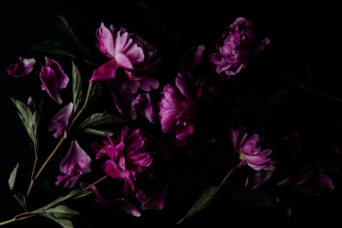 overhead shot of pink peonies - dark and moody flower photography