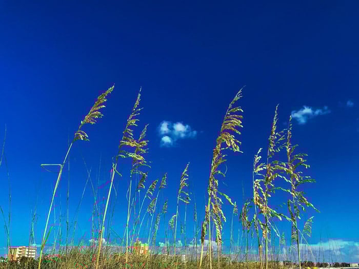 A stunning HDR iPhone photo of plants by the seaside