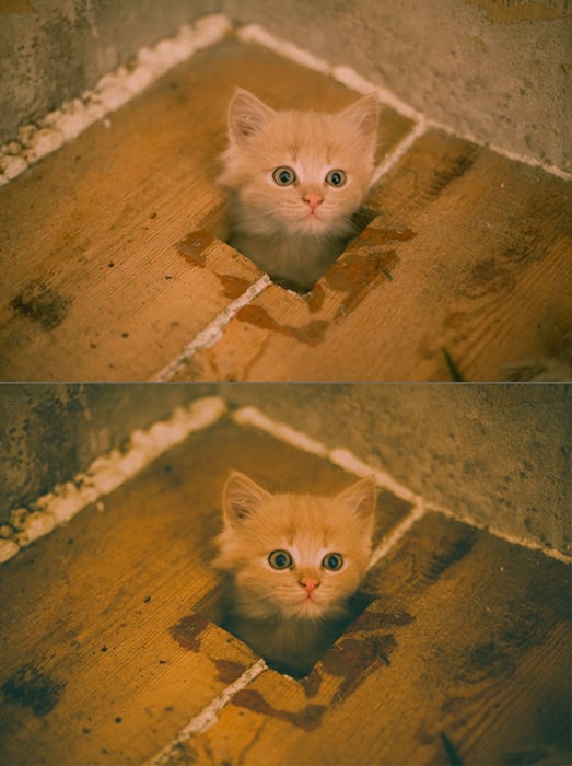 an image of a cat to show the film photography look