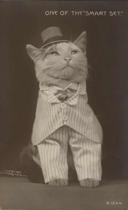 A strange old black and white photograpph of a cat dressed in formal wear