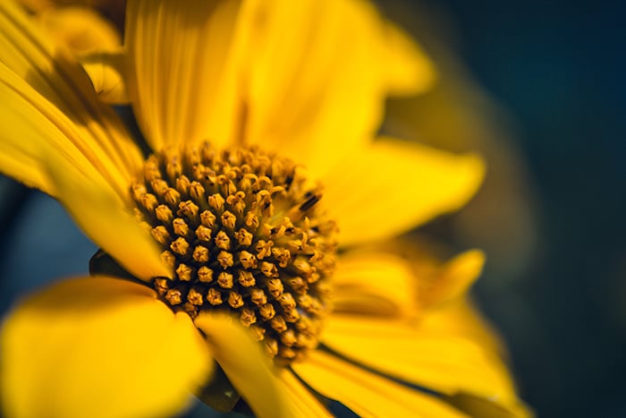 A macro photo of a yellow flower