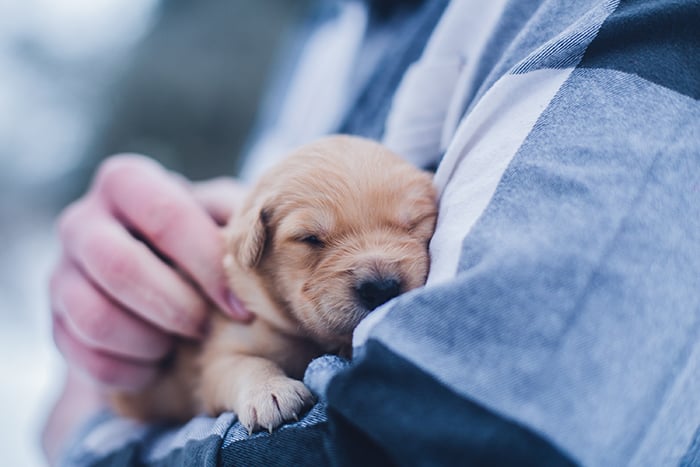 A close up portrait of a person holding a small brown puppy