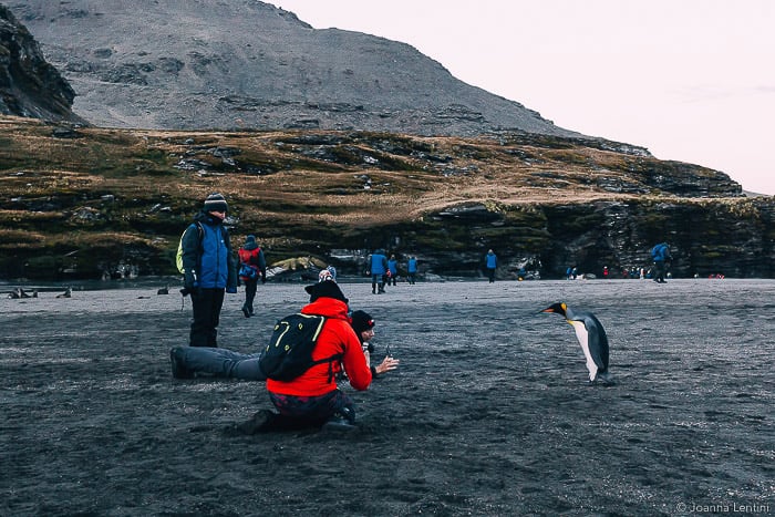 A wildlife photographer shooting a portrait of a penguin on a beach
