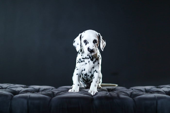 Adorable studio pet portrait of a Dalmatian puppy against a black background shot with photography studio lights