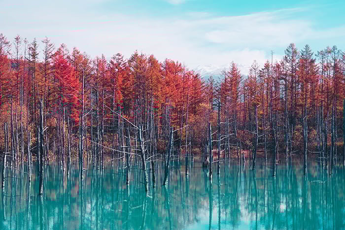 The Shirogane Blue pond in Biei, Hokkaido - Japan photography tips