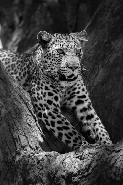 Atmospheric wildlife image of a Leopard resting in the shade - safari photography tips