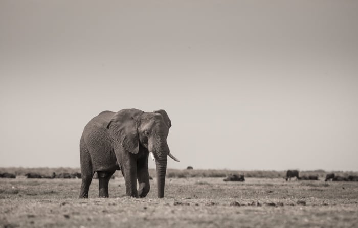 Monochrome safari image of a walking elephant